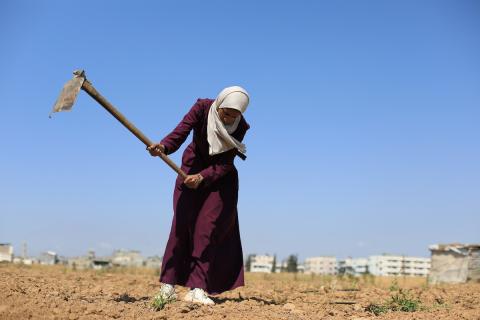 في مخيم البريج وسط قطاع غزة، تعمل الفلسطينية سلامة القريناوي( 25 عاماً) في أرض زراعية بتاريخ 7 مايو/أيار 2026، بعدما أجبرتها الحرب على ترك دراستها والبحث عن مصدر رزق لإعالة أسرتها .الصورة: حسن الجديدي
