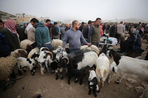 تجمّع الفلسطينيون في سوق للمواشي في الخليل، جنوب الضفة الغربية المحتلة، في 22 مايو/أيار 2026، لشراء وبيع الأغنام استعدادًا لعيد الأضحى.صورة: مأمون وزواز