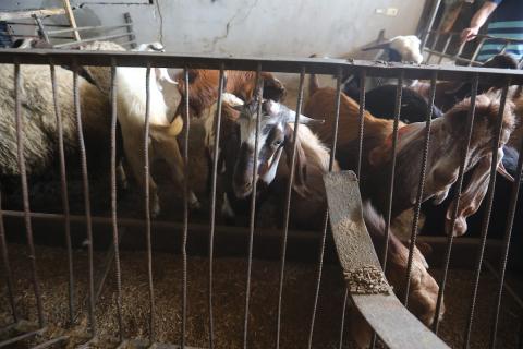 الفلسطيني جمال النادي يرعى أغنامه وماعزه بين أنقاض منزله المدمر في حي الزيتون شرق مدينة غزة، في 21 مايو/أيار 2026، محاولا الحفاظ على مصدر رزقه قبل عيد الأضحى. الصورة: بلال أسامة.