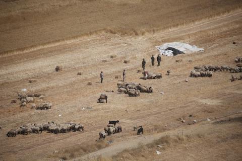 يعمل مزارعون فلسطينيون في الحقول الزراعية المحيطة بقرية سالم، شرق مدينة نابلس في الضفة الغربية، في 22 يونيو/حزيران 2026. تصوير: محمد ناصر