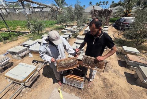النحال الفلسطيني سامح العقاد يعمل في منحله بمدينة خان يونس جنوب قطاع غزة، في 29 أغسطس/آب 2026، بعد تدمير منحله الذي كان يضم نحو 100 خلية، محاولًا استئناف عمله بإمكانيات محدودة.(تصوير: طارق محمد)