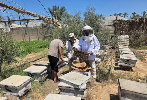 النحال الفلسطيني سامح العقاد يعمل في منحله بمدينة خان يونس جنوب قطاع غزة، في 29 أغسطس/آب 2026. (تصوير: طارق محمد)