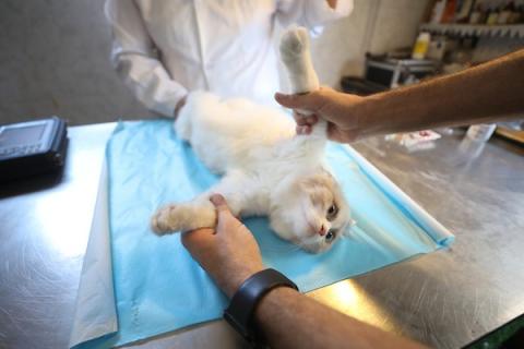 الطبيب البيطري الفلسطيني فايز الحداد يعالج حيواناً داخل عيادته في مخيم النصيرات وسط قطاع غزة، في 26 أغسطس/آب 2026، وسط نقص حاد في الأدوية والمستلزمات البيطرية وصعوبات في تأمين الغذاء للحيوانات. تصوير: حسن الجدي.