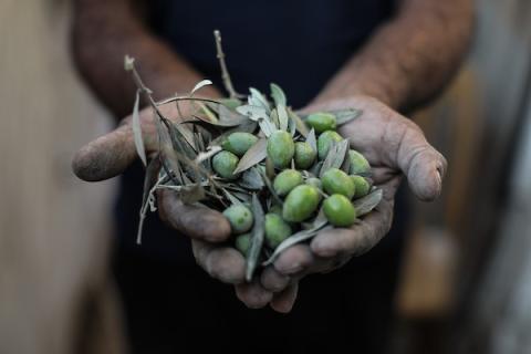 فلسطينيون نازحون يقطفون ثمار الزيتون بجوار خيامهم في دير البلح، وسط قطاع غزة، محافظين على تقاليد موسم القطاف رغم النزوح والدمار الذي خلفته الحرب، 9 تشرين الأول/أكتوبر 2026. (تصوير: حسن الجدي)