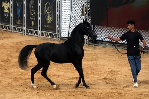 استعرض فلسطينيون خيولاً عربية أصيلة خلال بطولة خليل الرحمن الدولية لجمال الخيول العربية في مدينة الخليل في الأول من أكتوبر/تشرين الأول 2026.تصوير: مأمون وزواز
