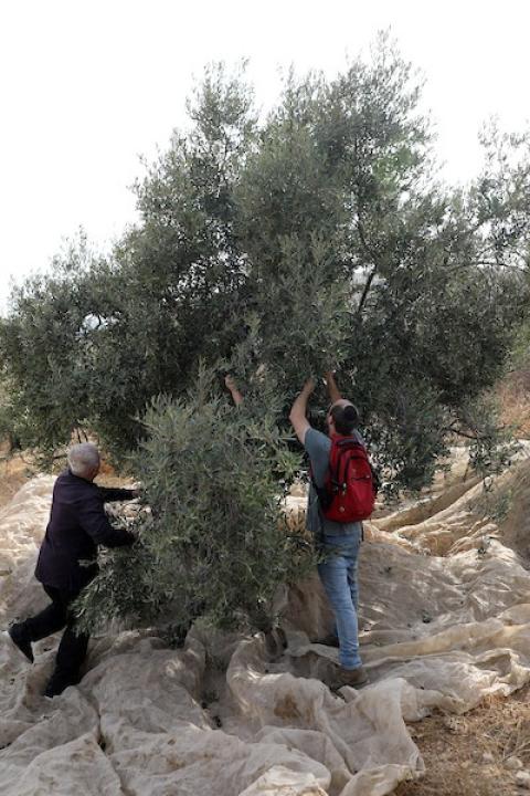 فلسطينيون ونشطاء سلام دوليون يشاركون في قطف الزيتون ببلدة إذنا غرب الخليل، في 13 أكتوبر/تشرين الأول 2026. (تصوير: مأمون وزواز)
