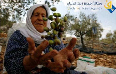 الضفة.. آلاف من الطلبة والناشطين سيقطفون الزيتون مع المزارعين