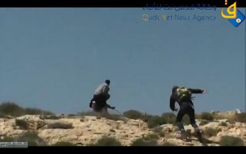 مستوطن يدهس قطيع أغنام ويقتل عشرة منها جنوب جنين