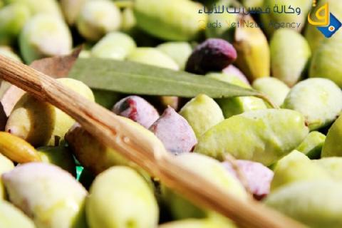 المفتي العام يدعو المزارعين لإخراج زكاة الزيت والزيتون