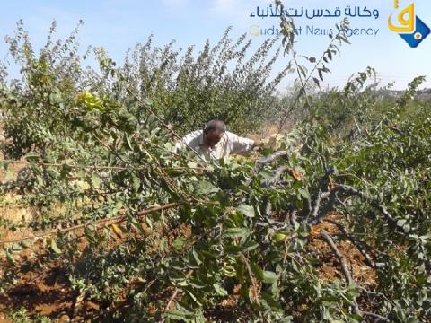 مستوطنون يحتجزون 10 مزارعين شرق نابلس