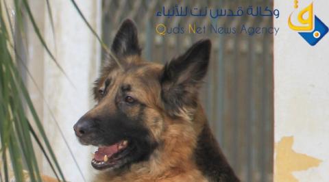 البحث عن حلول للقضاء على الكلاب الضالة في بيت لحم