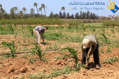 اتلاف 5 دونمات تروى بمياه الصرف الصحي بخان يونس