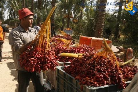 صور.. غزة تُنتج أكثر من 6.500 طن بلح لهذا العام