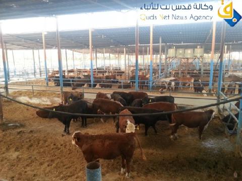 تقرير.. الغزيون يحرصون على الأضحية رغم الضائقة المالية