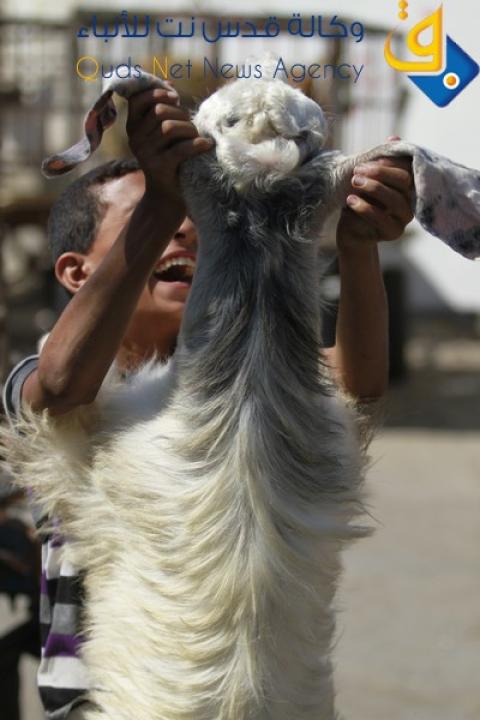 صور..جولة في سوق بيع الأضاحي بغزة