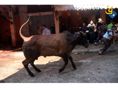 أستراليا تحظر تصدير الماشية لغزة بزعم إساءة المعاملة