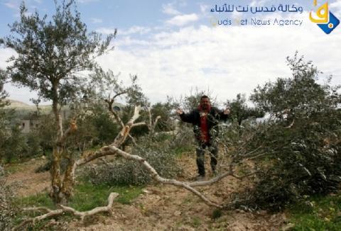 مستوطنون يجددون اقتلاع مئات أشتال الكرمة جنوب بيت لحم