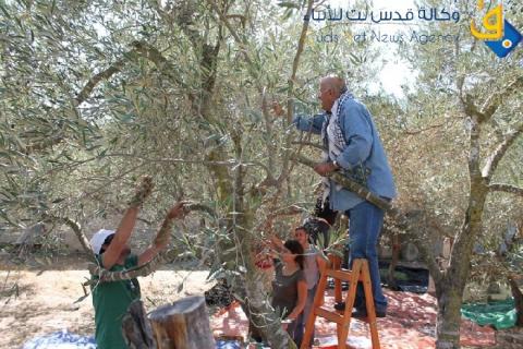 الإغاثة الزراعية ونقابات العمال والمتضامنون الدوليون يساعدون مزارعي كفر قليل في قطف ثمار زيتونهم
