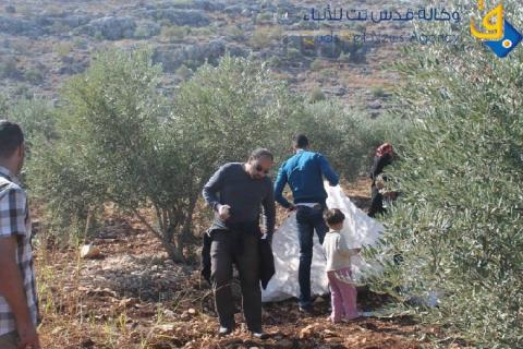 اخطارات بقطع مئات الأشجار جنوب نابلس