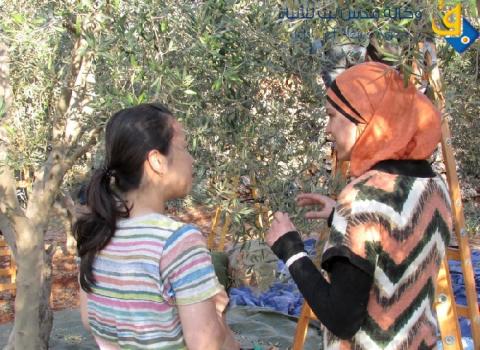 أكثر من ١٣٠ ناشط أجنبي من ١٦ دولة يساعدون في قطف الزيتون بعدة حقول فلسطينية مُهددة
