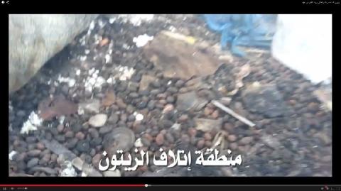 فيديو.. زيتون الضفة من المزبلة الى بيوت الناس في غزة