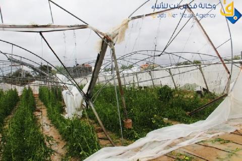 زارعة غزة : المحاصيل الحقلية بخطر لانحسار الأمطار