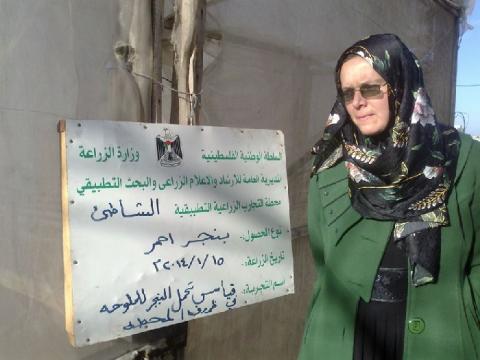 الزراعة: لأول مرة نجاح زراعة البنجر الأحمر في قطاع غزة