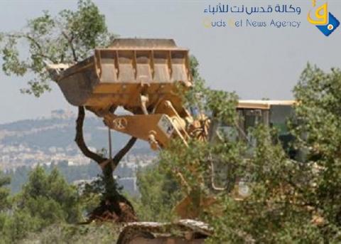 خطوا شعارات عنصرية.. مستوطنون يقطعون اشجار زيتون ببيت لحم
