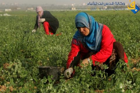 انحسار الأمطار يعرض المزارعين إلى خسائر كبيرة