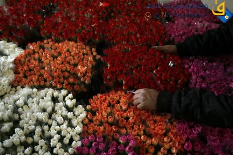 فيديو..50 ألف زهرة بمهرجان بغداد الدولي
