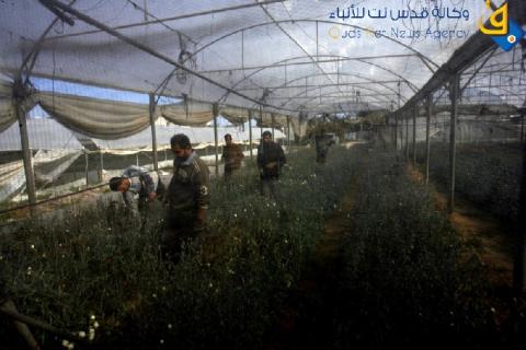"المحررات".. من مستوطنات إلى أراض زراعية تحقق الاكتفاء الذاتي