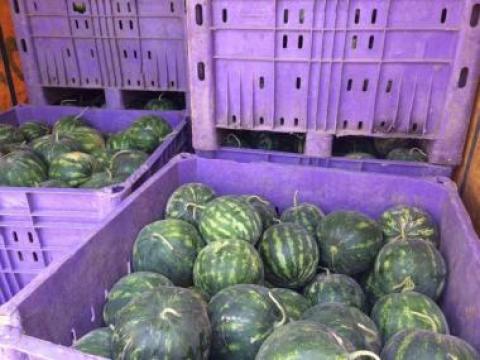 ضبط بطيخ مهرب في ابو ديس