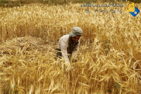 صور.. "مزارعو الحدود" مشقة في الزراعة ومخاطرة في الحصاد