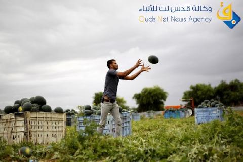 صور.. 30 ألف طن يُنتج بطيخ غزة هذا العام