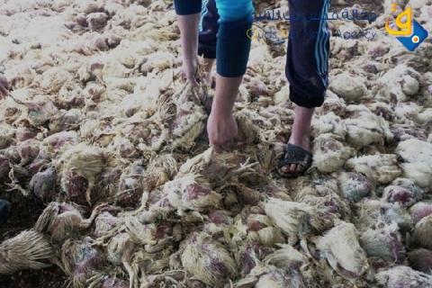 مربوا الدواجن يتكبدون خسائر فادحة جراء موجة الحر