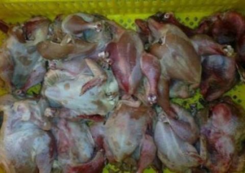 ضبط 2500 كيلو من الدجاج الفاسد في غزة