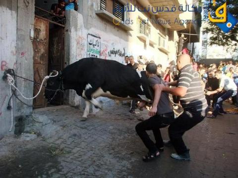 فيديو.. تسجيل 60 إصابة خلال ذبح الاضاحي بغزة