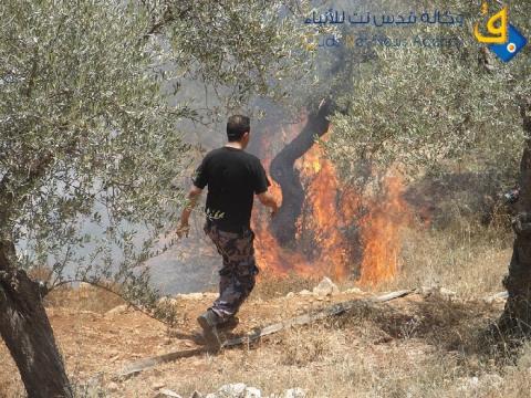 الاحتلال يتسبب بإحراق أشجار زيتون في بلدة يعبد