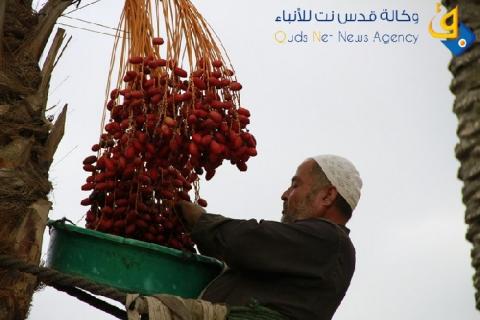 بلح غزة يصل أسواق الضفة غداً