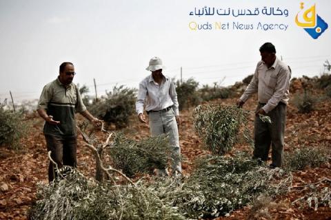 الاحتلال يمنع مزارعا من العمل بأرضه شمال الخليل