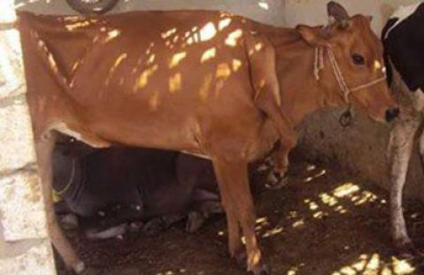 بقرة بخمسة أرجل في مصر