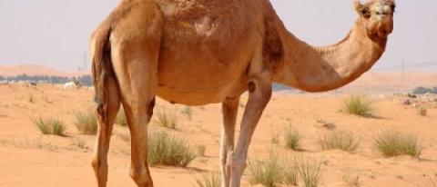 امريكية تقاضي مسؤولي موقع سياحي بسبب عضة جمل