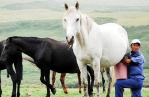 حليب خيل مجفف لتفادي خسائر النفط في كازاخستان