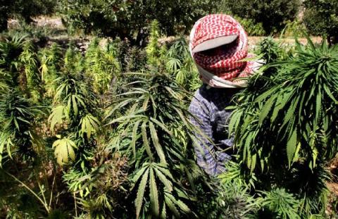 المغرب الأول عالمياً في إنتاج الحشيش