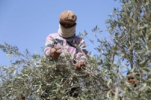 مستوطنون يقطعون أشجار زيتون في قريوت جنوب نابلس
