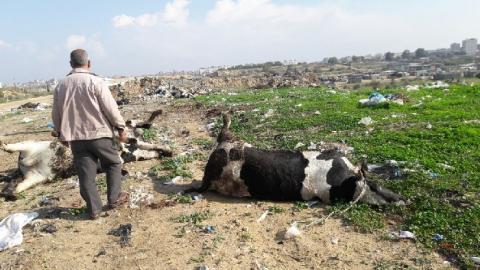 الزراعة بغزة تؤكد عدم كفاية لقاحات التحصين من الحمى القلاعية