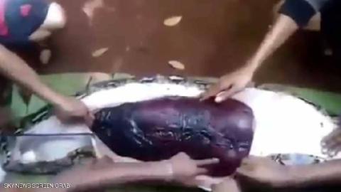ثعبان ضخم يبتلع امرأة اندونيسية