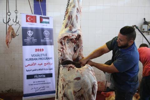 الأوقاف تشرع بذبح 75 عجلاً ضمن مشروع توزيع لحوم الأضاحي لعام 2019م