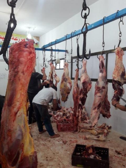 الزراعة بغزة تجري جولات ميدانية لمتابعة المسالخ وآليات ذبح الأضاحي