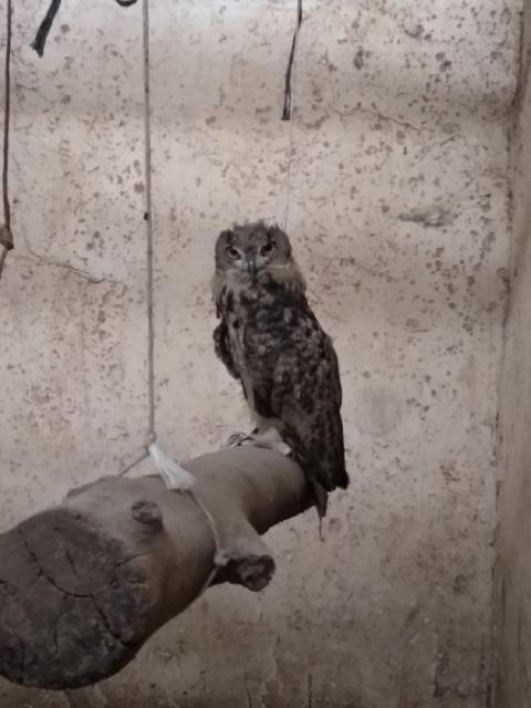 سلطة جودة البيئة تحرر طائر البوم النسري من مواطن في نابلس